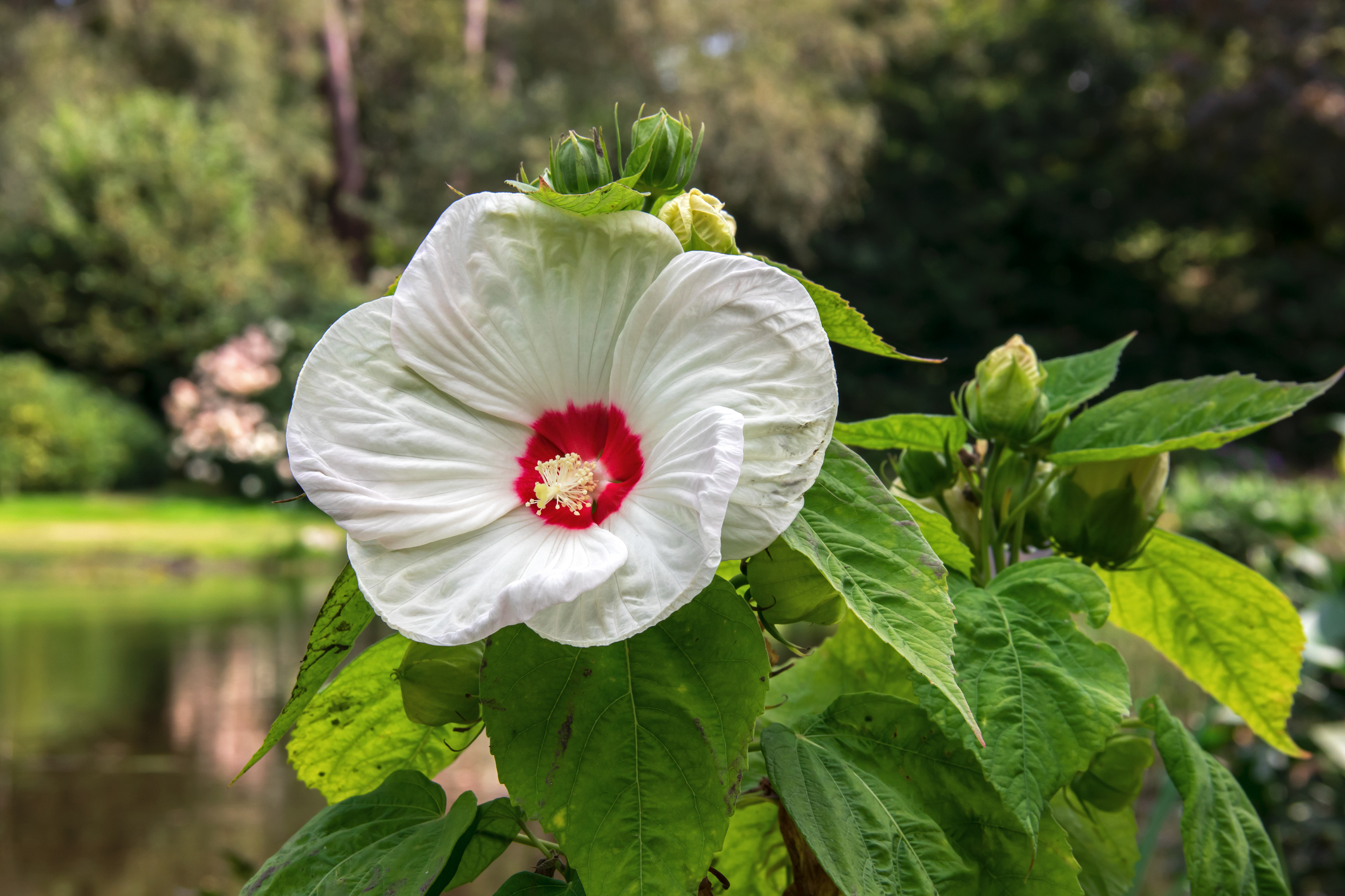 Mocsári hibiszkusz (Hibiscus moscheutos)