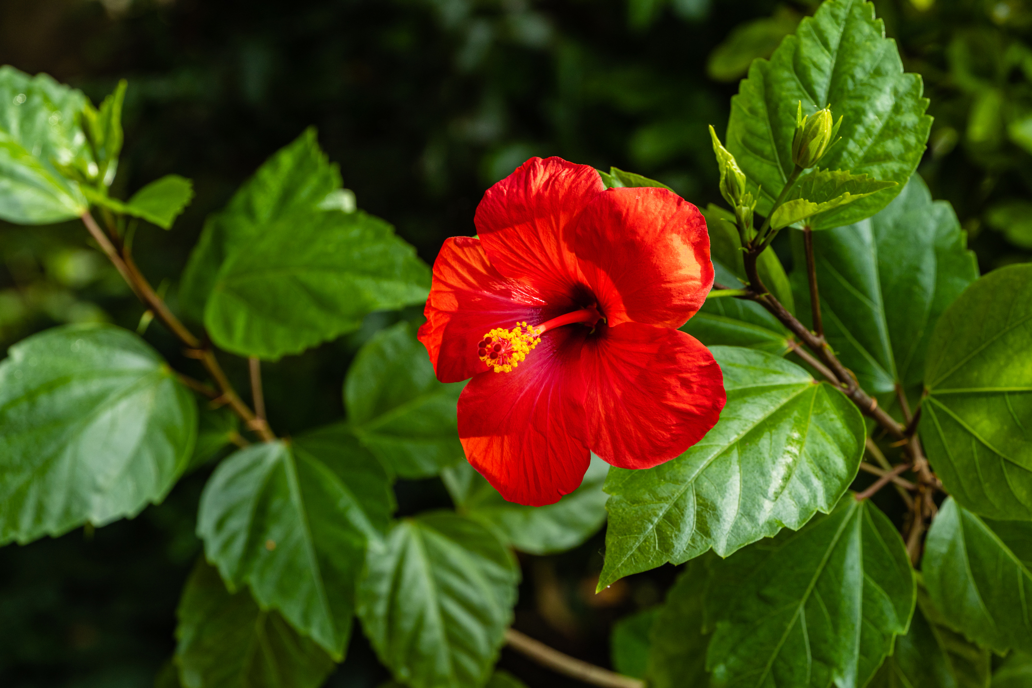 Hibiscus rosa-sinensis - kínai rózsa