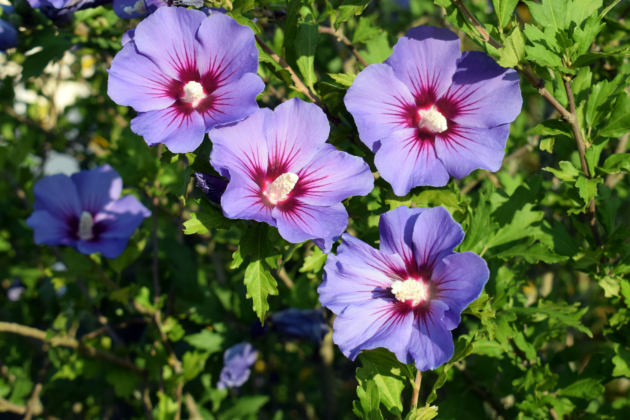 Szíriai hibiszkusz (Hibiscus syriacus)