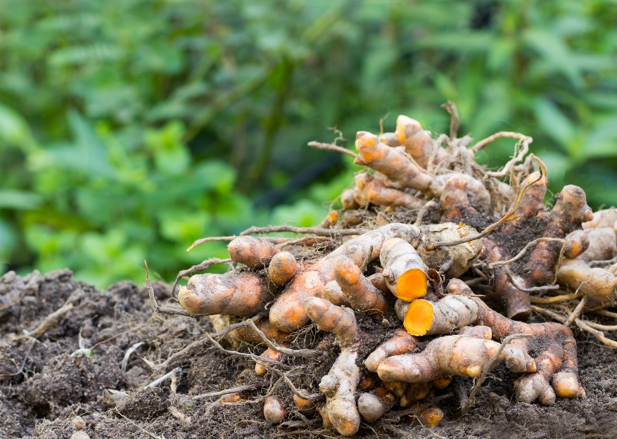 A Curcuma longa rizómái (gyökerei)