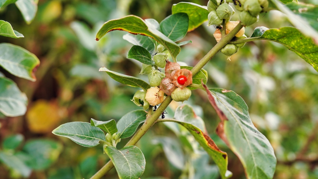 Ashwagandha növény a természetben