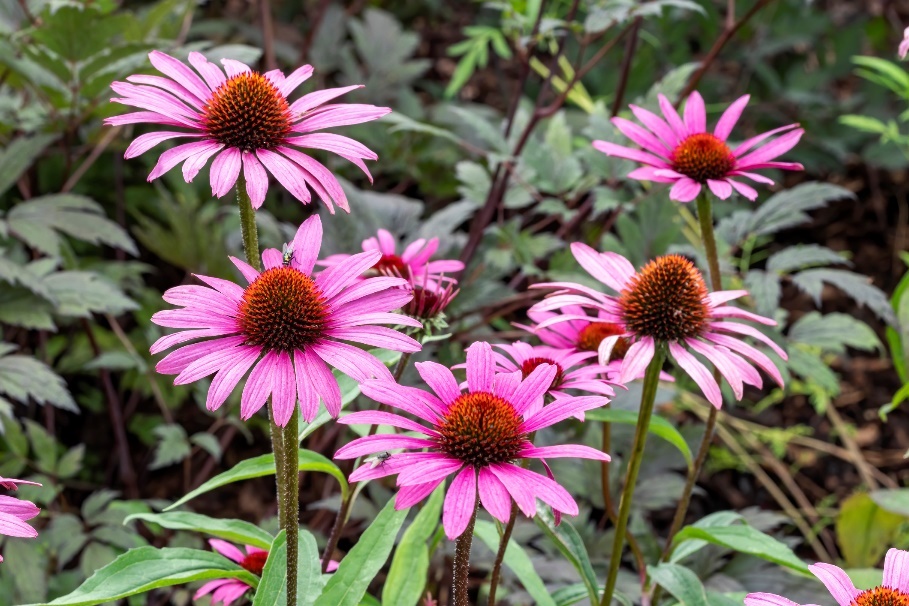 Az Echinacea purpurea növény