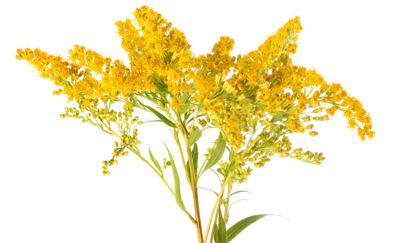 Solidago virgaurea - aranyvessző