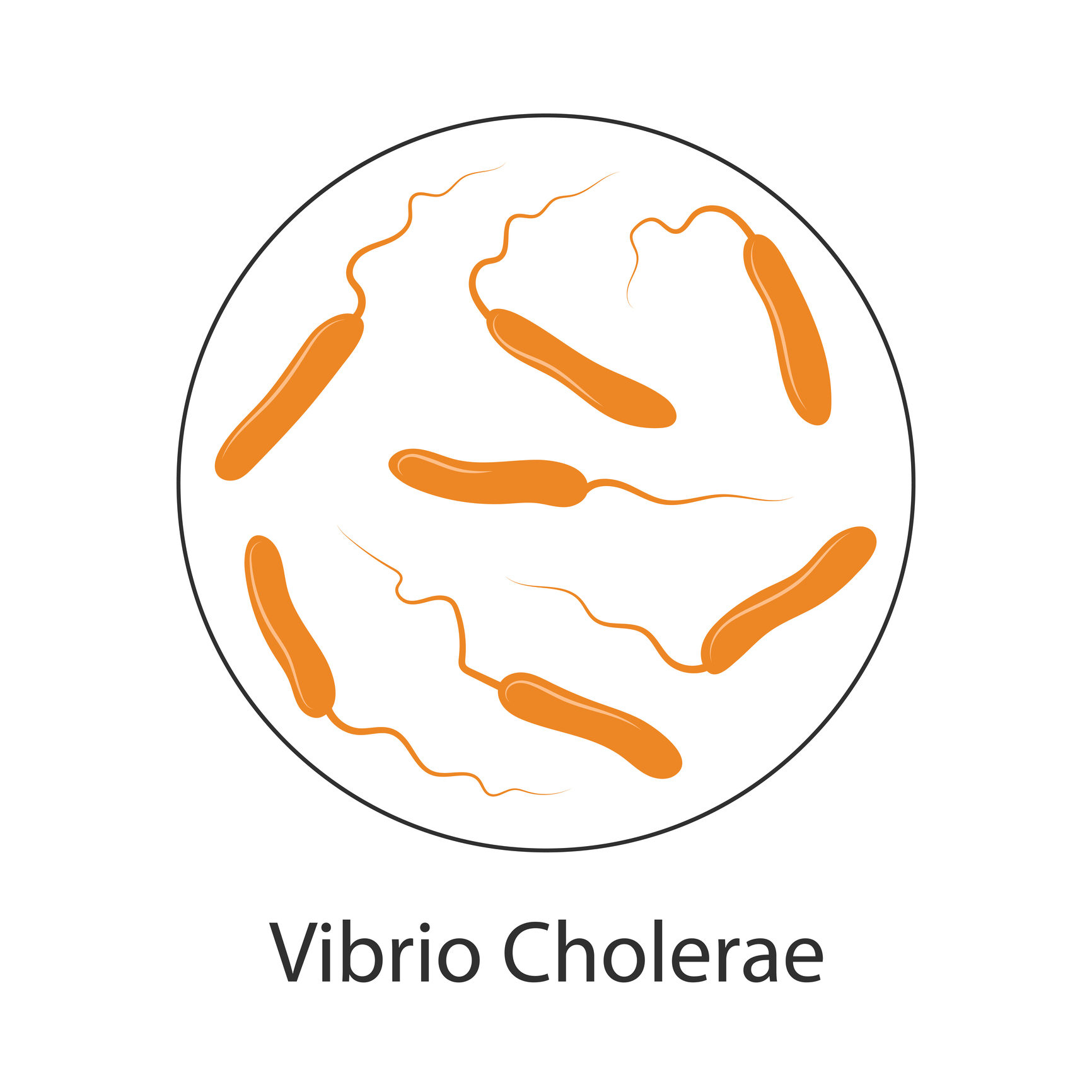 Kolera baktérium Vibrio cholerae