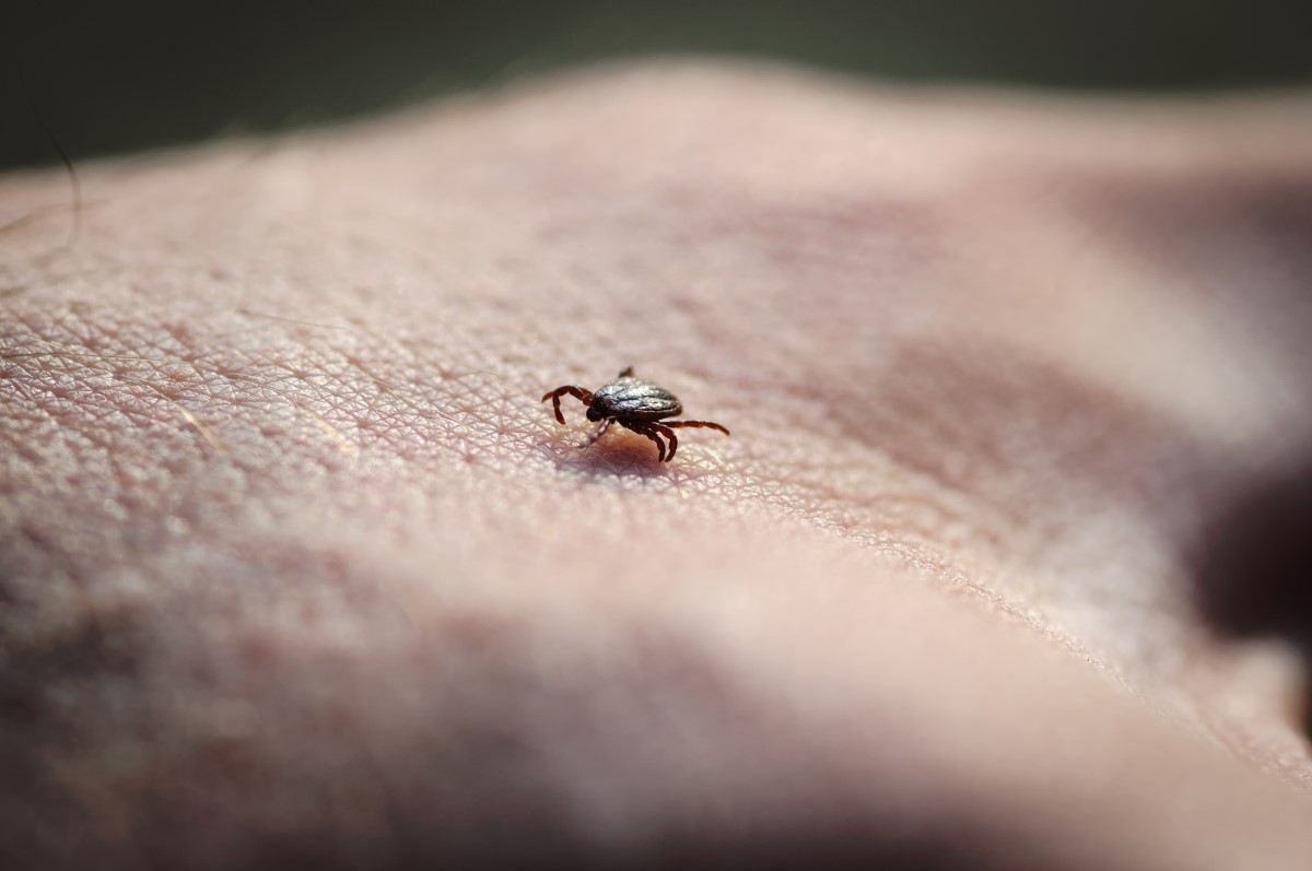 A kullancs a bőrön kúszik, megfelelő helyet keresve, ahová beadhatja magát.