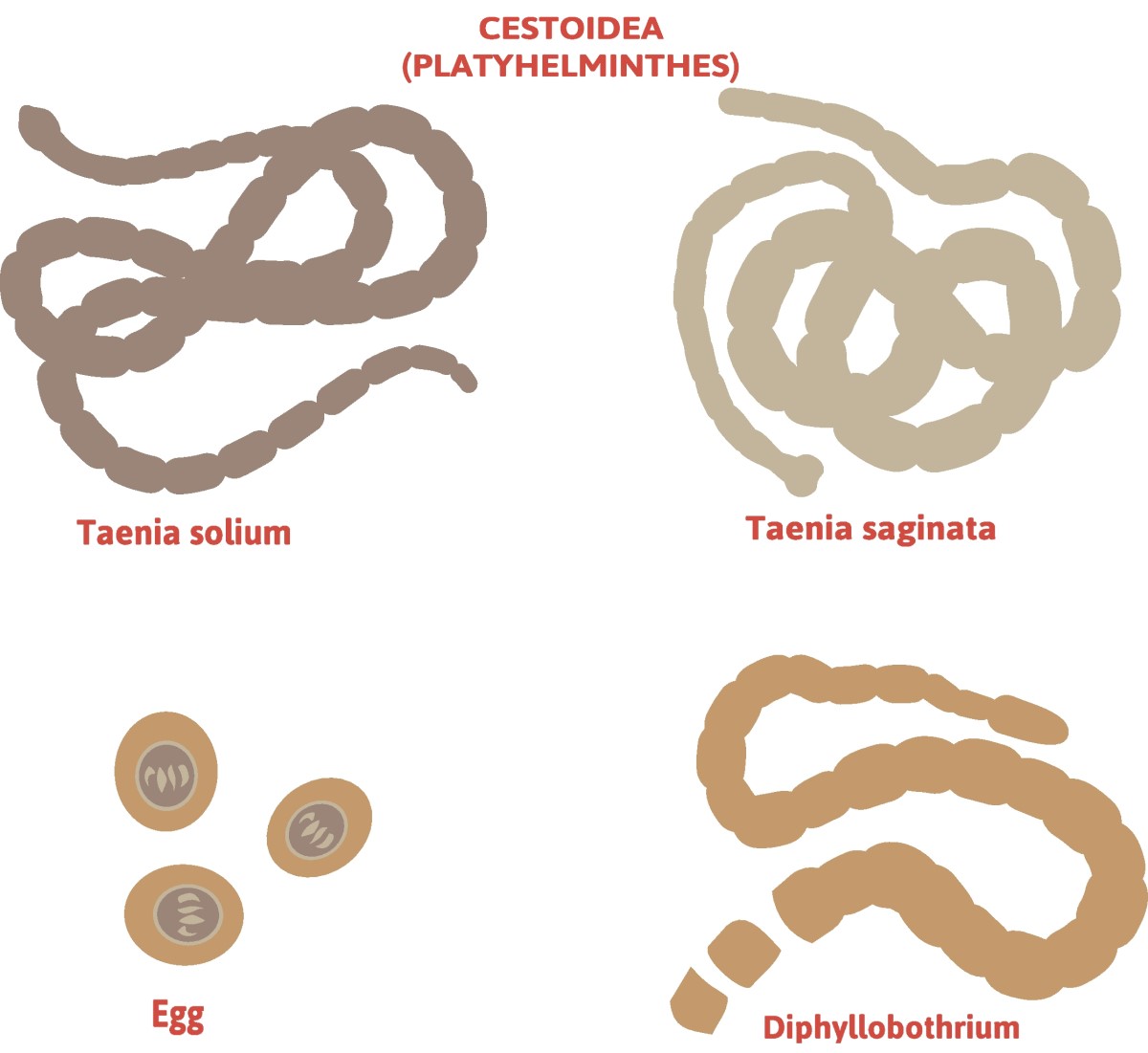 Taenia - a galandférgek osztálya - Taenia solium (hosszú lábú galandféreg) + Taenia saginata (védtelen galandféreg)