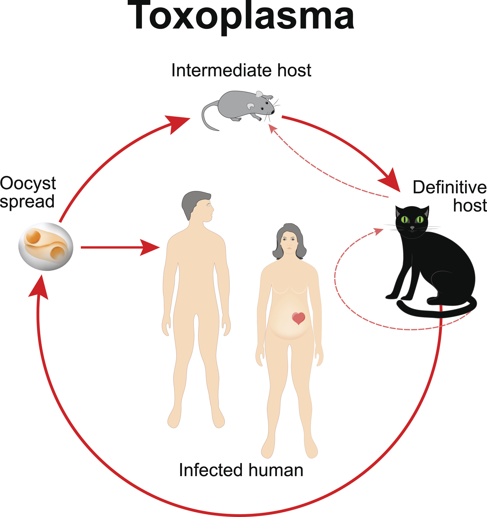 A Toxoplasma gondii életciklusa