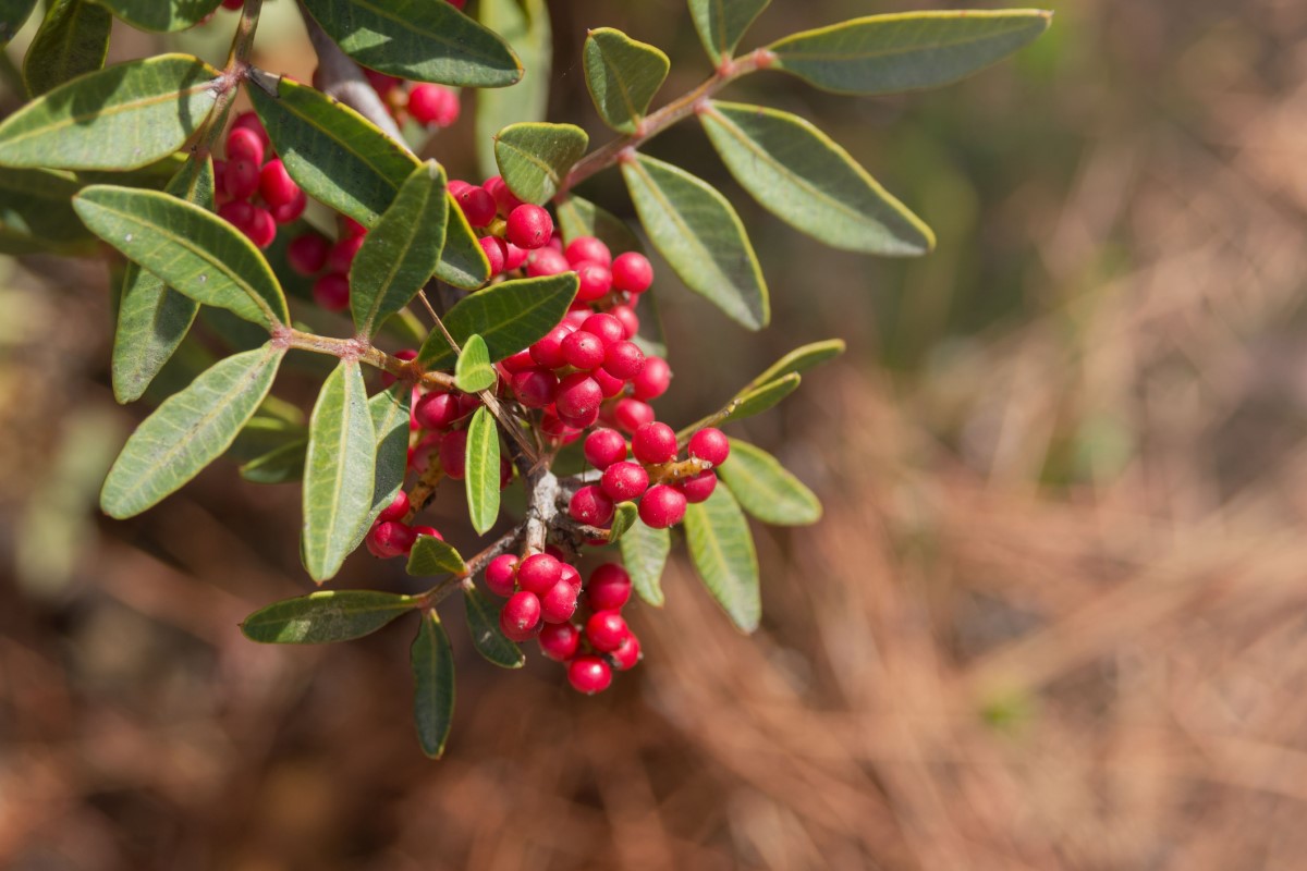 A Pistacia mastix (P. lentiscus) faként vagy cserjeként széles körben elterjedt, különösen a Földközi-tenger partvidéki területein.