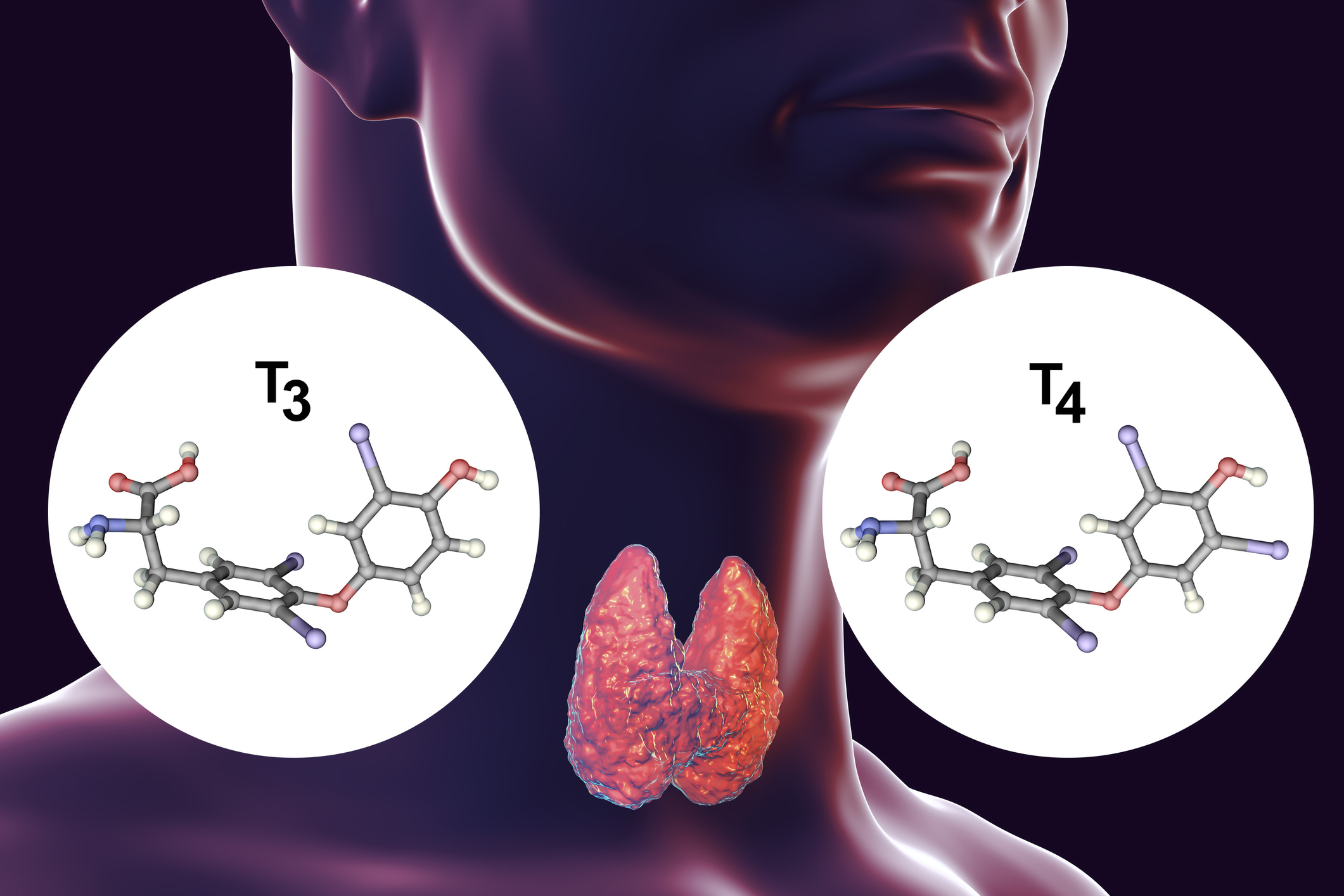 A pajzsmirigy a pajzsmirigyhormonok - tiroxin (T4) és trijódtironin (T3) - termelője.