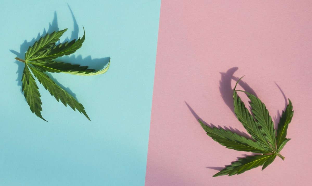 CBD versus THC versus egymás, két levél a kék és rózsaszín oszlopon