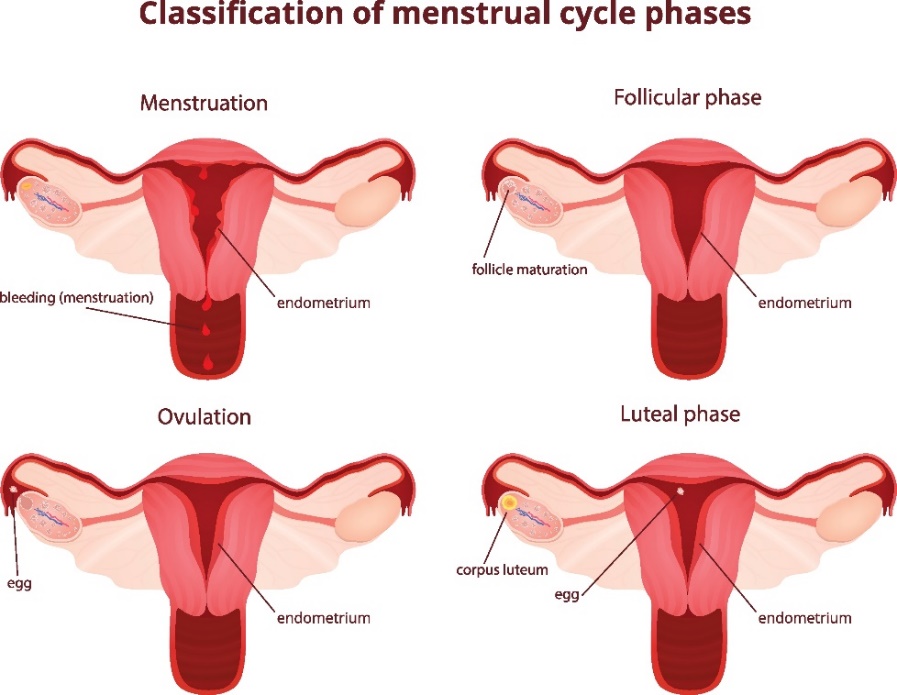 A menstruációs ciklus 4 fázisa