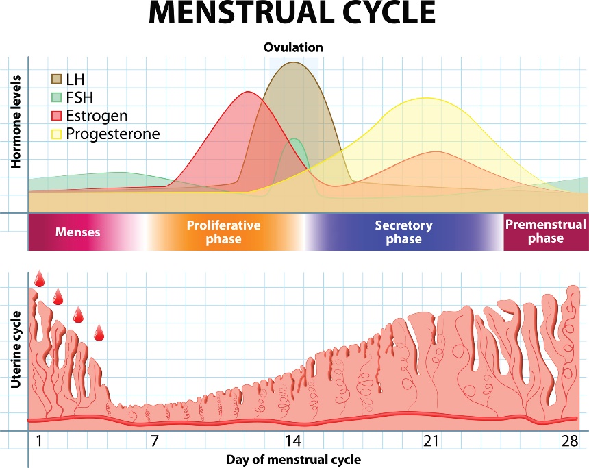 Menstruációs ciklus, valamint a hormonok és a méhnyálkahártya időbeli változásai.