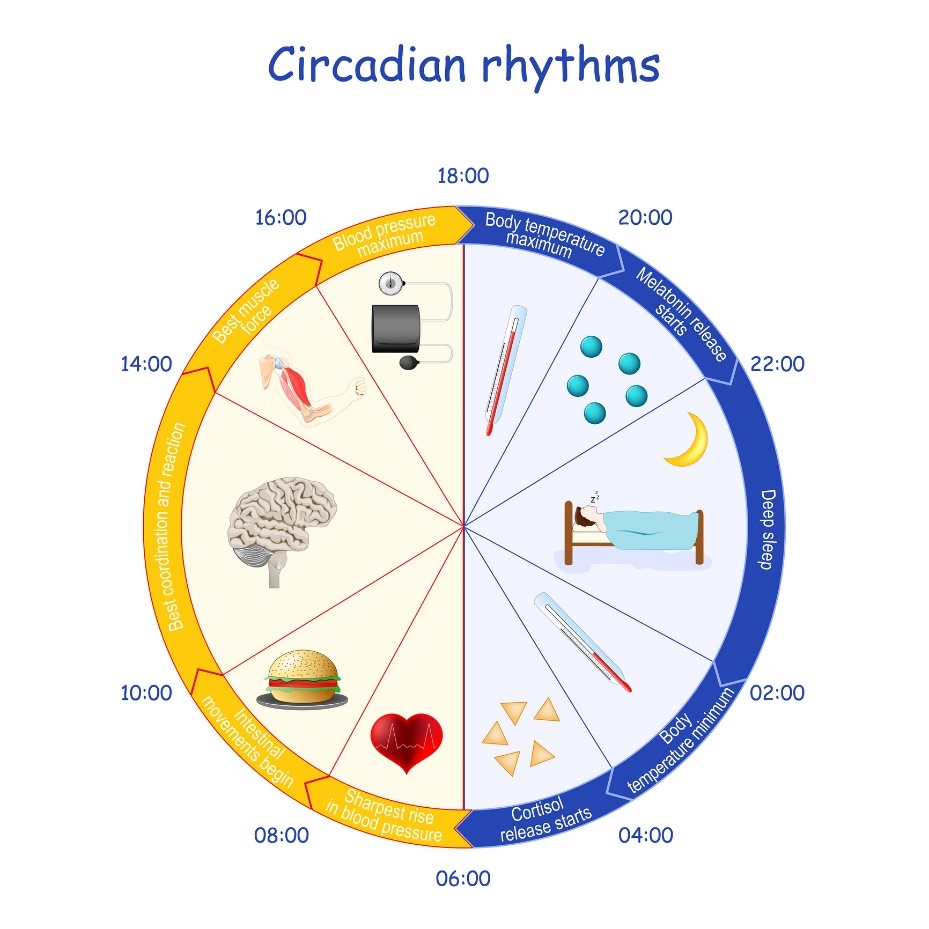 Példa a cirkadián ritmusra, a melatonin kiválasztására és a szervezet működésére