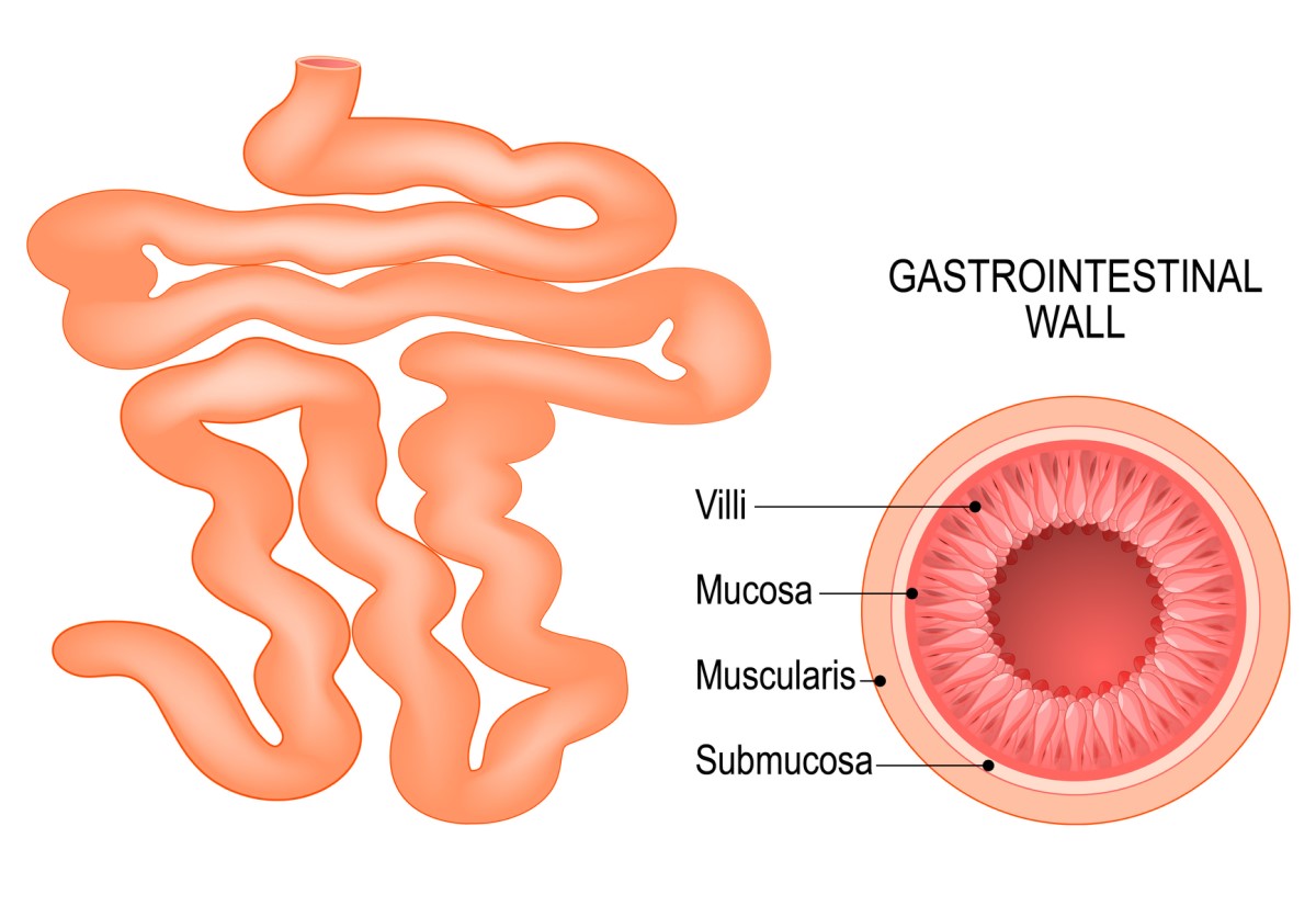 A vékonybél és a bélfal összetétele: villi, mucosa, submucosa és muscularis.