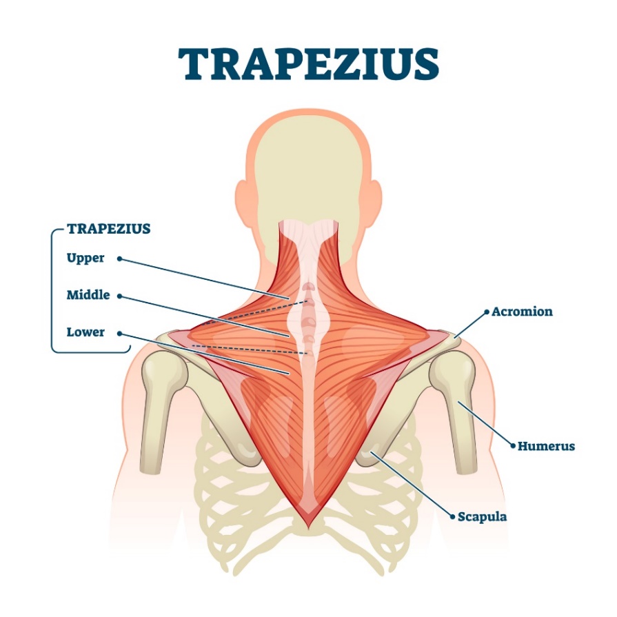 Trapézizom (musculus trapezius) - az izom felső, középső és alsó rostjai. Acromion (a lapocka vállizület feletti nyúlványa, Humerus - felkarcsont, Scapula - lapockacsont).