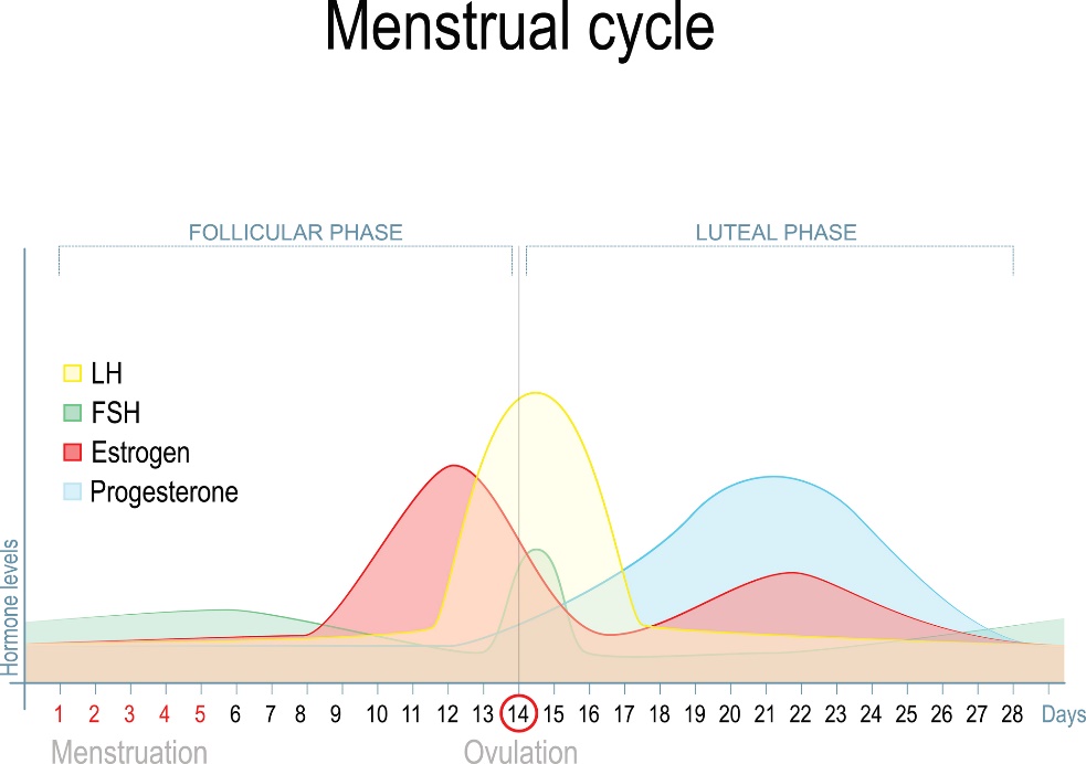 A nemi hormonszintek változása a menstruációs ciklus alatt