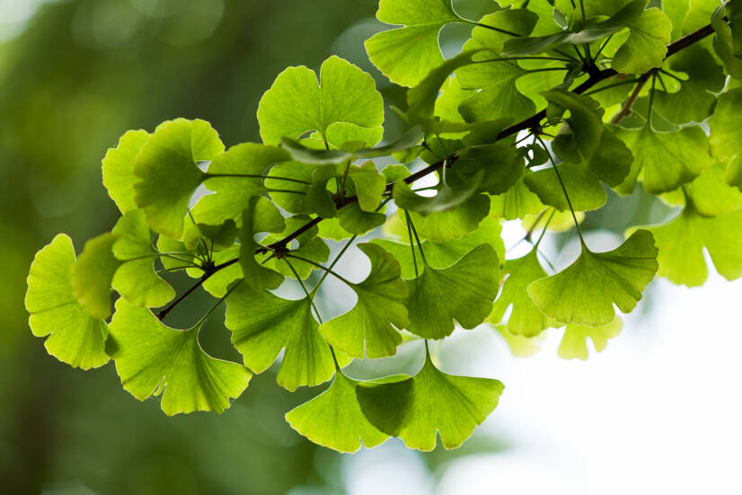 Ginkgo biloba: Milyen kívánatos és nem kívánatos hatásai vannak? Elősegíti a memóriát?