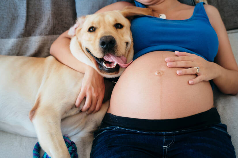 Terhes nő és háziállatok. Fotó forrása: Getty Images